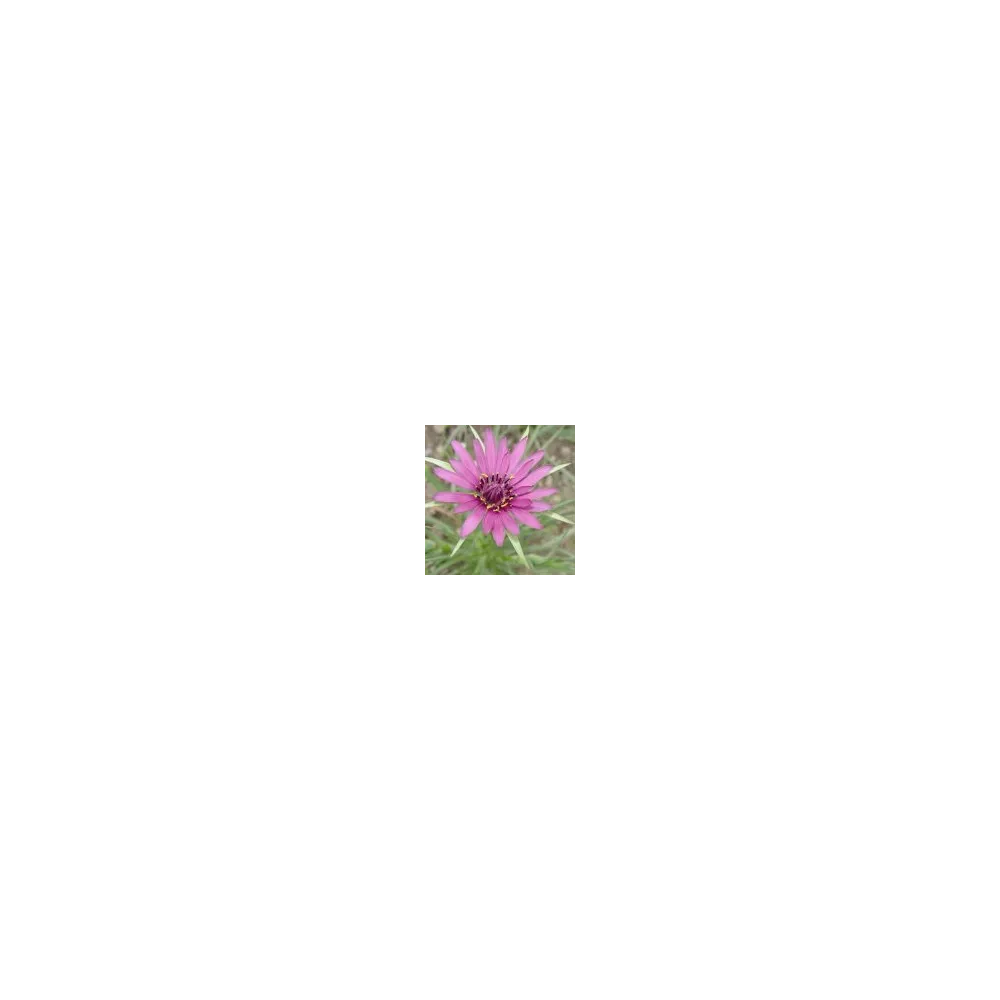 Essence simple du désert d'Arizona - Salsifis (Tragopogon porrifolius) 10 ml