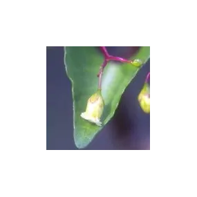 Essence simple du désert...