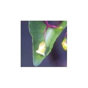 Essenza Singola del Deserto dell'Arizona - Sangre De Drago (Jatropha cardiophylla) 10 ml