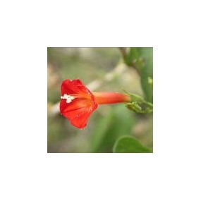 Esencia única del desierto de Arizona - Gloria de la mañana escarlata (Ipomea coccinea) 10 ml