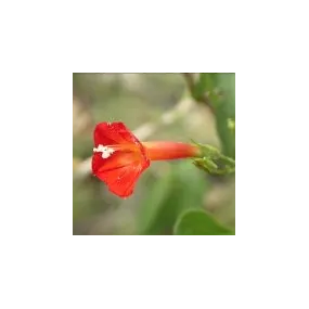 Essence simple du désert...