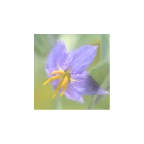 Esencia única del desierto...