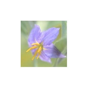 Essenza Singola del Deserto dell'Arizona - Silverleaf Nightshade (Solanum elaeagnifolium) 10 ml