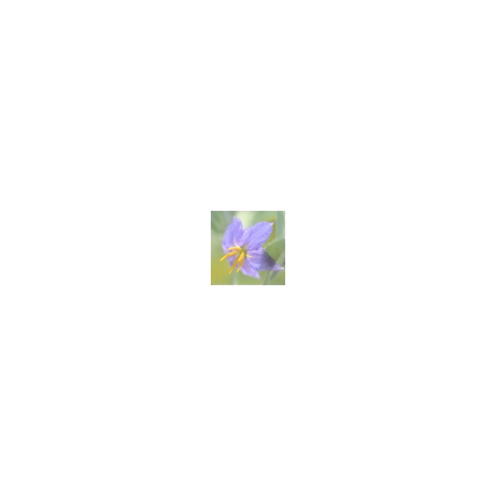 Essence simple du désert d'Arizona - Morelle argentée (Solanum elaeagnifolium) 10 ml