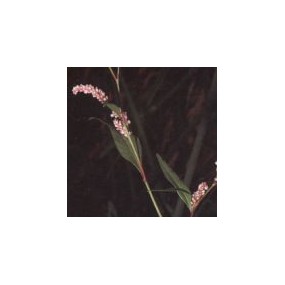Arizona Desert Single Essence - Smartweed (Polygonum) 10 ml