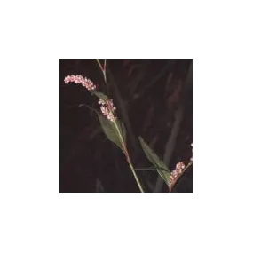 Essence simple du désert...