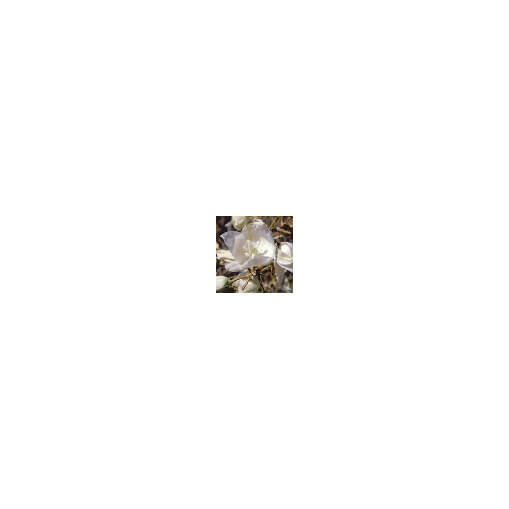 Esencia única del desierto de Arizona - Yucca elata (10 ml)