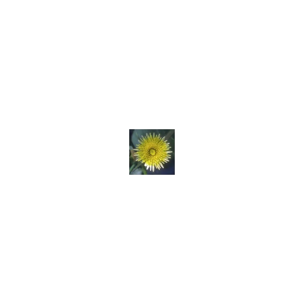 Esencia única del desierto de Arizona - Cardo mariano (Sonchus oleraceus) 10 ml