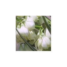 Arizona Desert Single Essence - Spanish Bayonet Yucca (Yucca arizonica) 10 ml