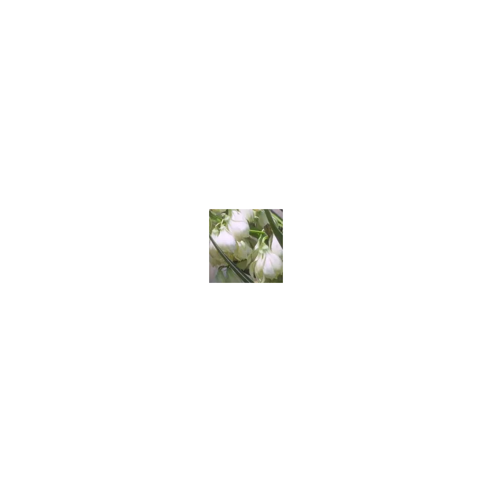 Essence simple du désert d'Arizona - Yucca baïonnette espagnole (Yucca arizonica) 10 ml
