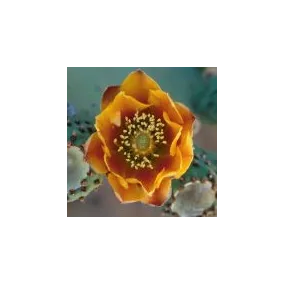 Esencia única del desierto...