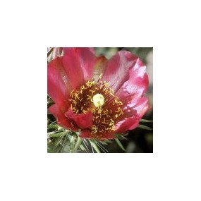 Arizona Desert Single Essence – Hirschhorn Cholla (Cylindropuntia versicolor) 10 ml