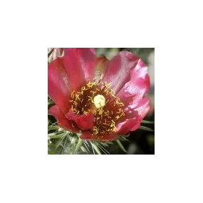 Essence unique du désert...