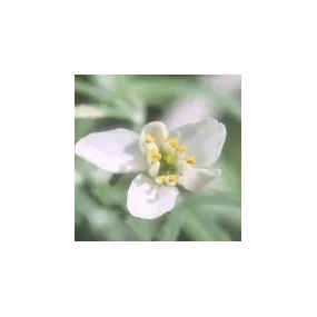 Essence simple du désert...