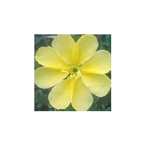 Single Essence of the...