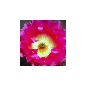 Sonoran Rainbow Cactus