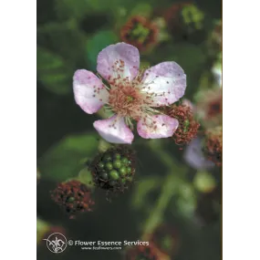 Californian Single Essence...