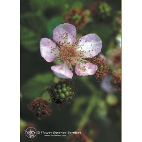 Esencia única californiana FES - Mora (Rubus ursinus) 7,4 ml
