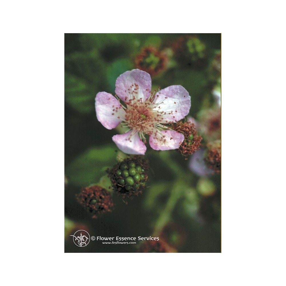 Essenza Singola Californiana FES - Blackberry (Rubus ursinus) 7,4 ml
