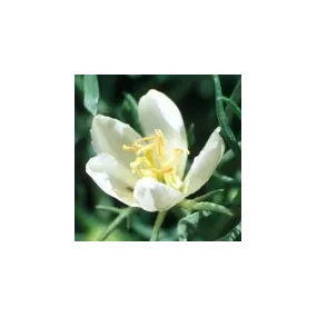 Arizona Desert Single...