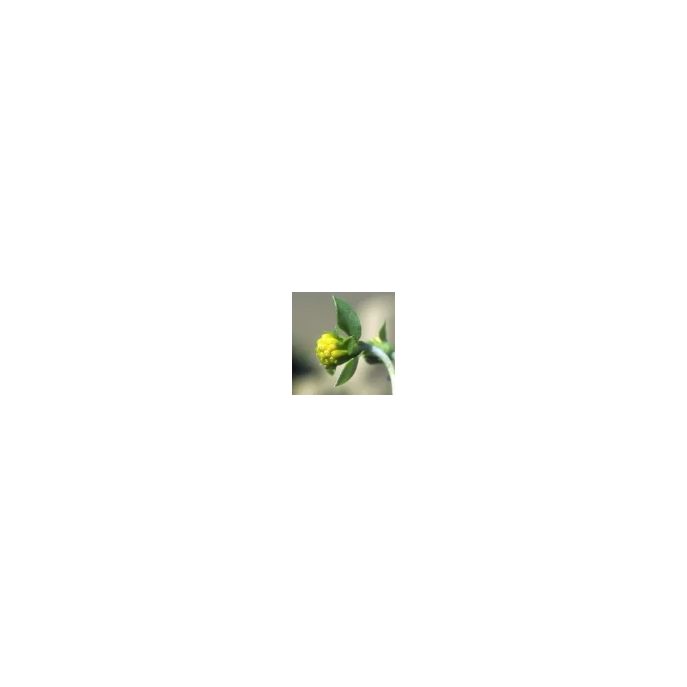 Arizona Desert Single Essence - Tarbush (Flourensia cernia) 10 ml