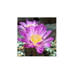 Arizona Desert Single...