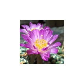 Einzelne Essenz der Wüste von Arizona – Theresa-Kaktus (Mammillaria theresa) 10 ml
