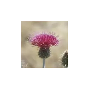 Essence simple du désert...