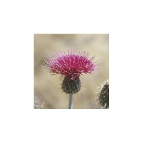 Essenza Singola del Deserto dell'Arizona - Thistle (Cirisium arizonicum) 10 ml