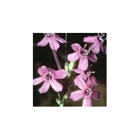 Essence simple du désert...