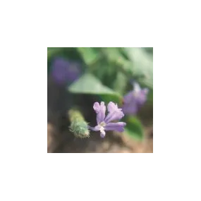 Essence unique du désert...