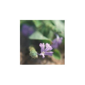 Essenza Singola del Deserto dell'Arizona - Violet Soldier (Elytraria imbricata) 10 ml