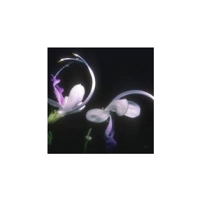Arizona Desert Single Essence - Violet Curls (Trichostema arizonica) 10 ml