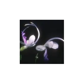 Essence simple du désert...