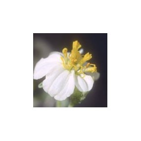 Arizona Desert Single Essence – Weiße Wüstenzinnie (Zinnia pumila) 10 ml