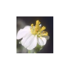 Essence simple du désert...