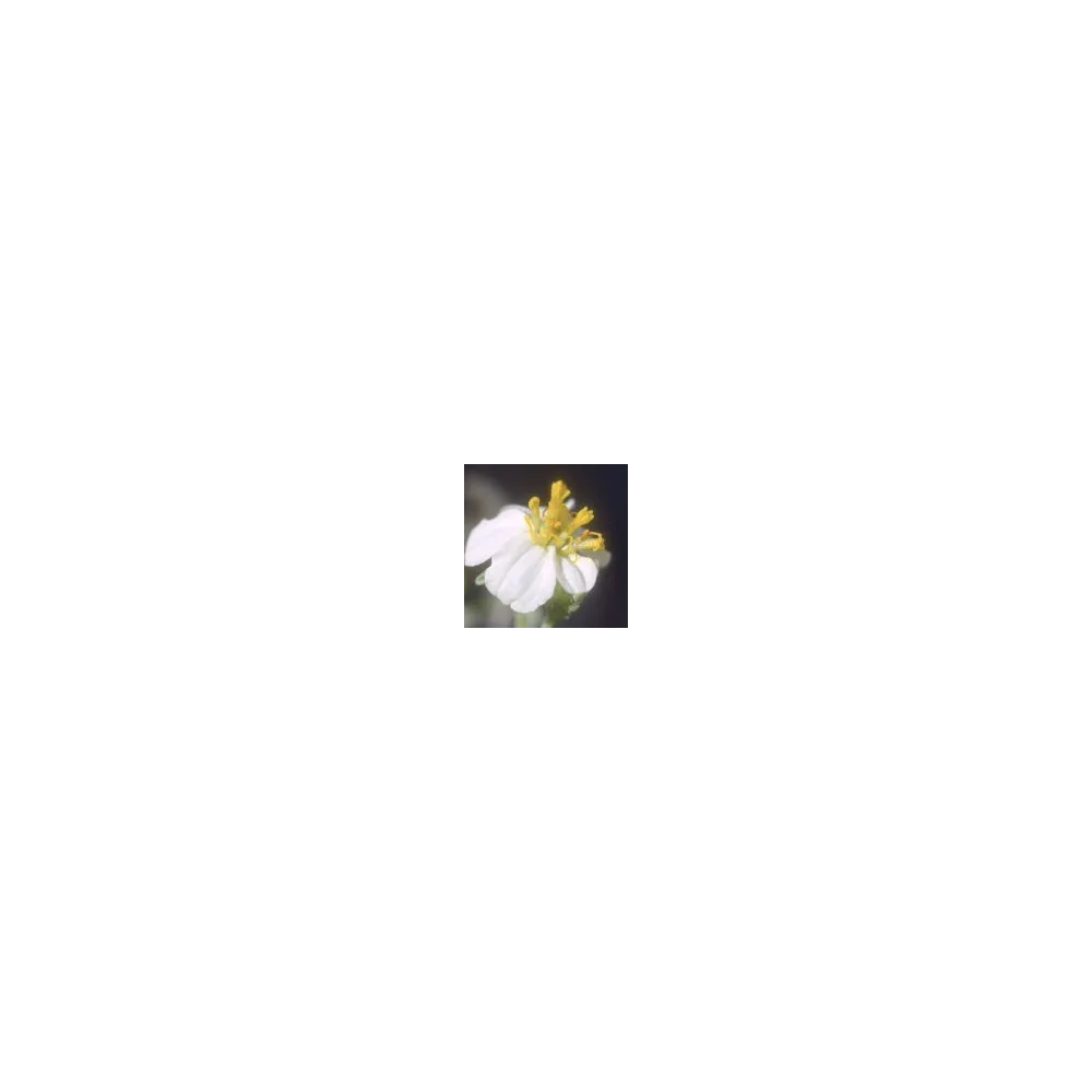 Essence simple du désert d'Arizona - Zinnia blanche du désert (Zinnia pumila) 10 ml
