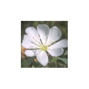 Arizona Desert Single Essence – Weiße Abendkerze (Oenothera albicaulis) 10 ml