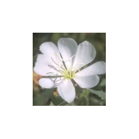 Essence simple du désert...