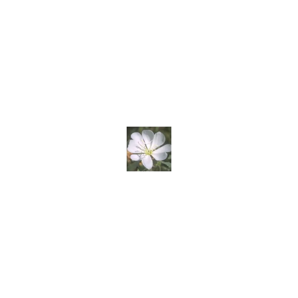 Arizona Desert Single Essence - White Evening Primrose (Oenothera albicaulis) 10 ml