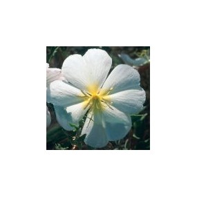 Essence unique du désert d'Arizona - Onagre blanche du désert (Oenothera deltoides) 10 ml