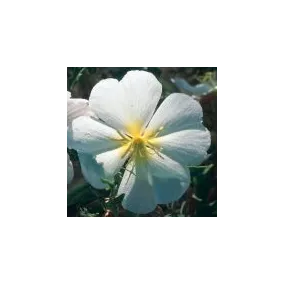 Arizona Desert Single...