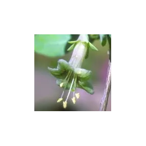 Esencia única del desierto...