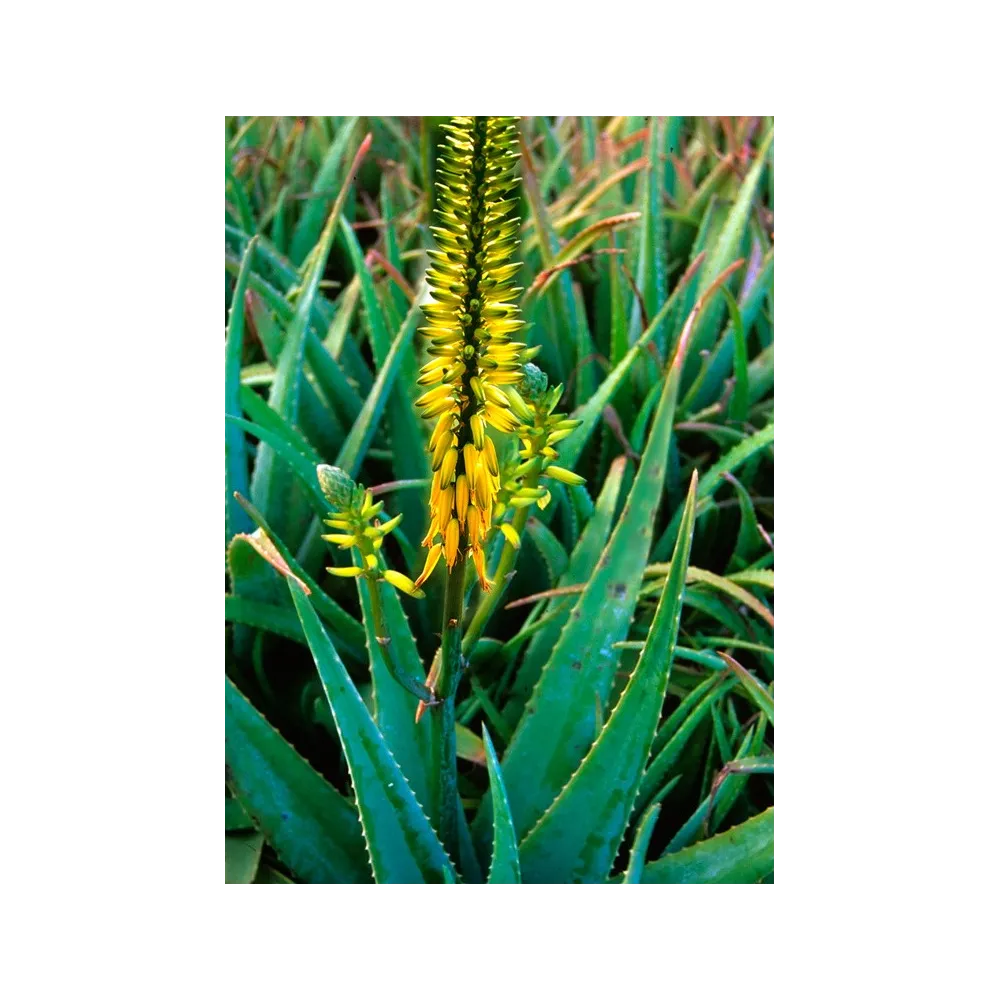 Esencia californiana única FES – Aloe vera 7,4 ml
