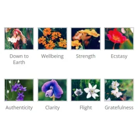 Kit de Floriterapia - Chakra 8 Esencias Potenciadores del Himalaya 15 ml