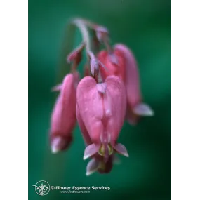 California Single Essence...