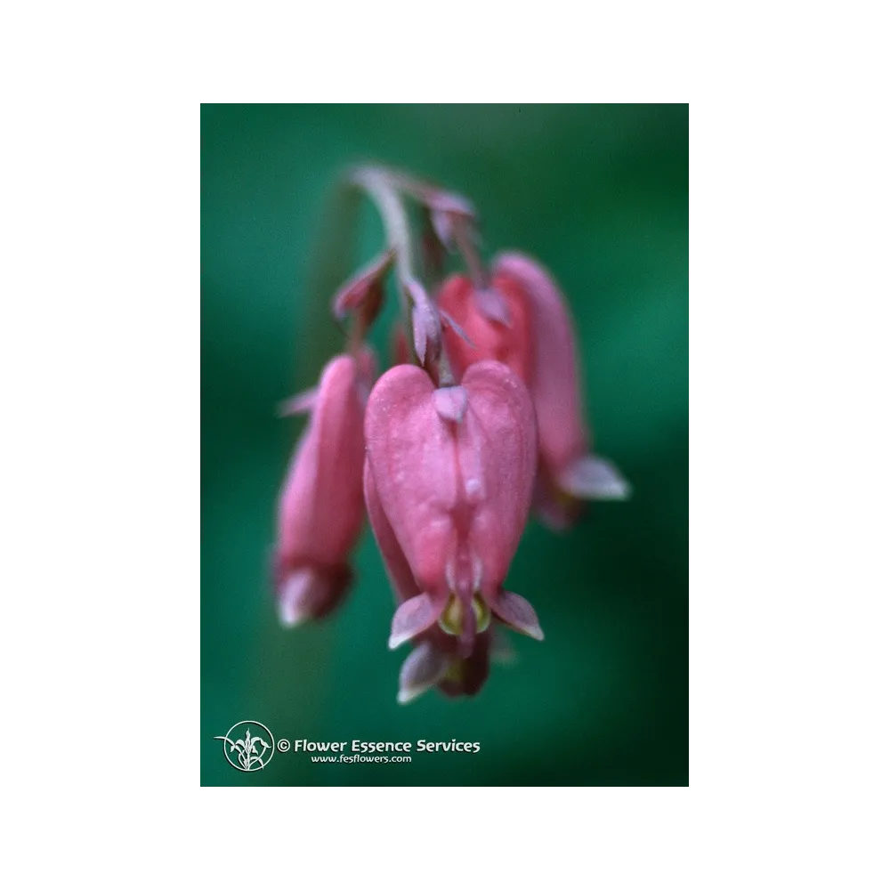 Californian Single Essence FES - Bleeding Heart (Dicentra formosa) 7.4 ml