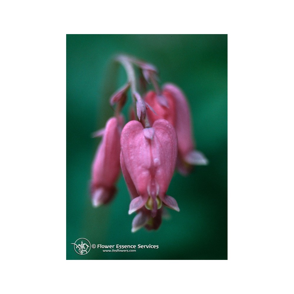 Esencia única californiana FES - Corazón sangrante (Dicentra formosa) 7,4 ml