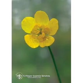 FES Californian Single...