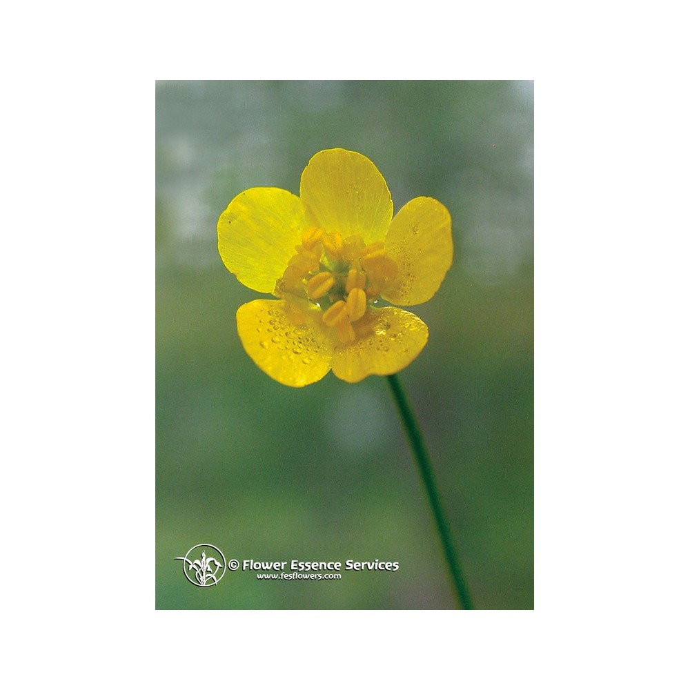 Essenza Singola Californiana FES - Buttercup (Ranunculus occidentalis) 7,4 ml